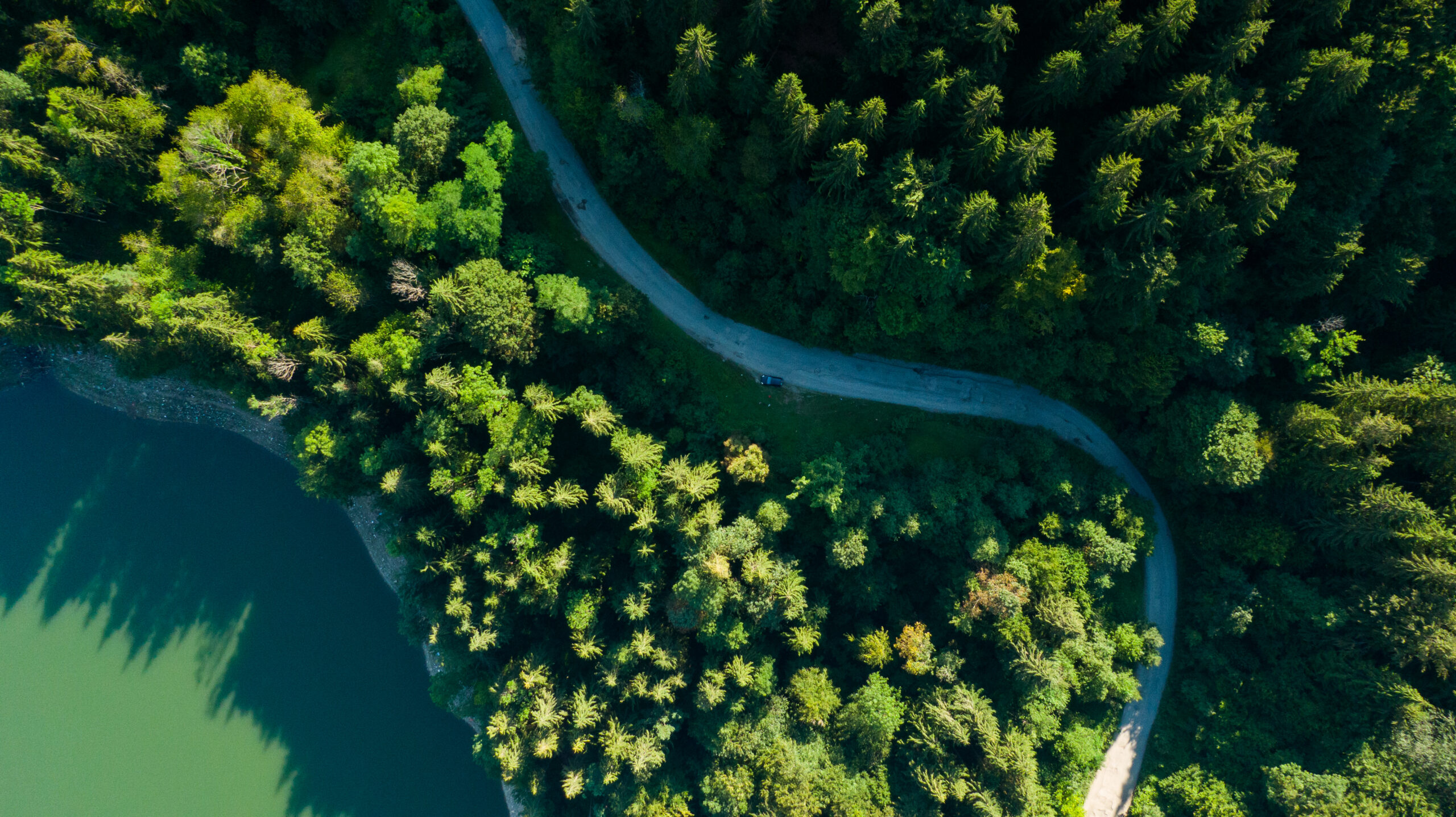 Road,through,green,forest,near,a,lake,,aerial,view,in